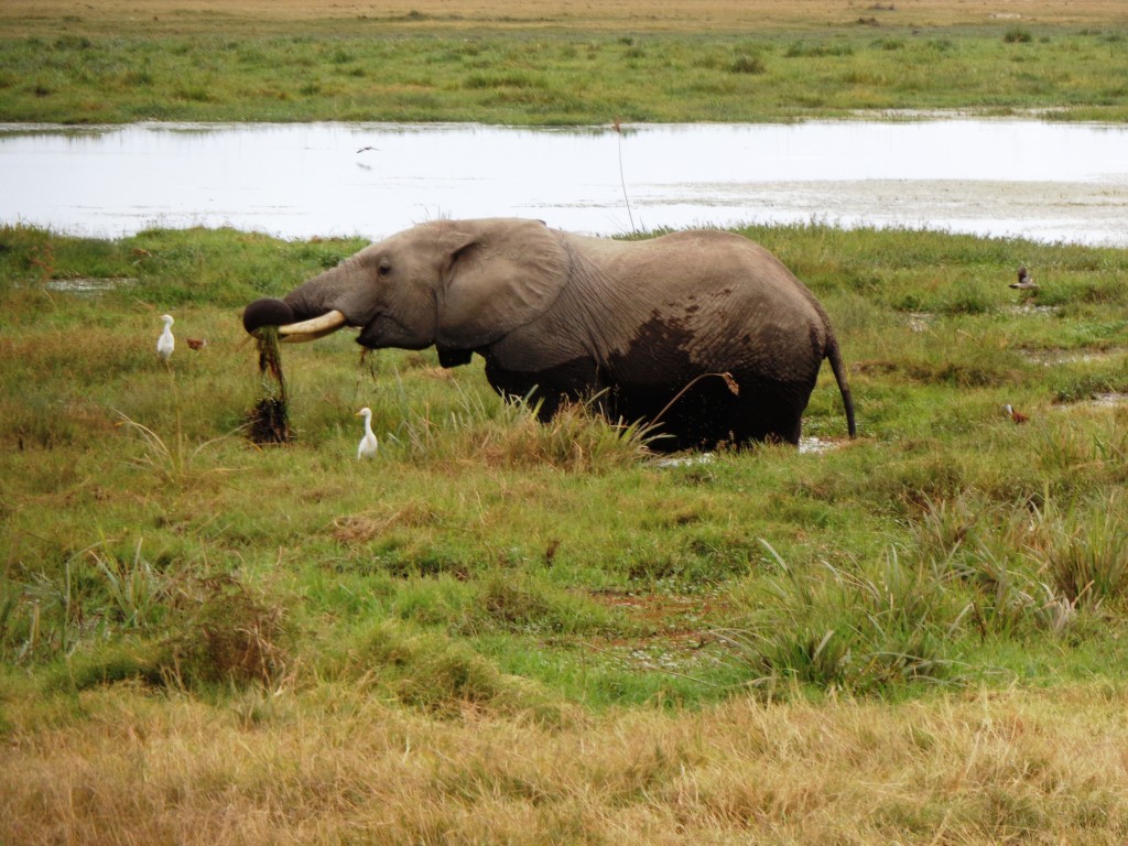 Safari in Kenya